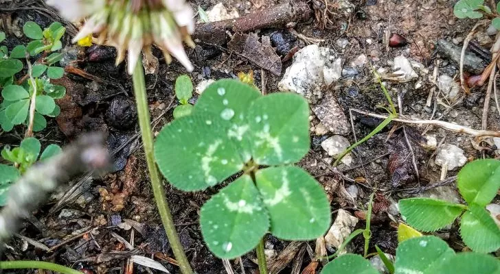 A clover with five leaves