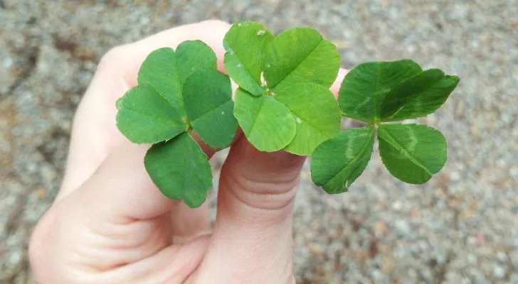 Hand holding three four-leaf clovers