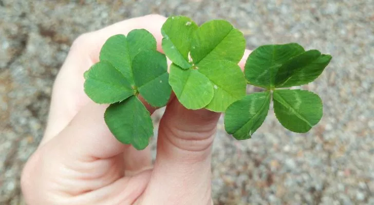 That four-leaf clover you found may not be a four-leaf clover