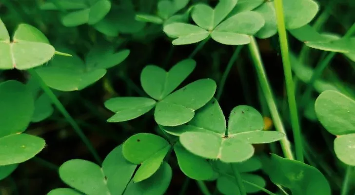 A patch of clovers with three leaves