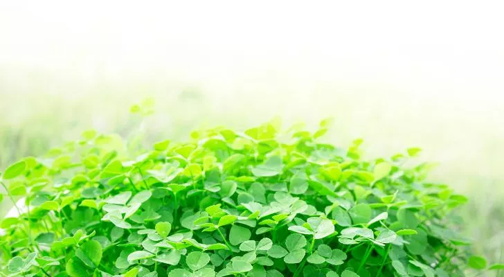 A patch of clovers being warmed by the sun