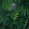 50 Earth Day Facts For Kids