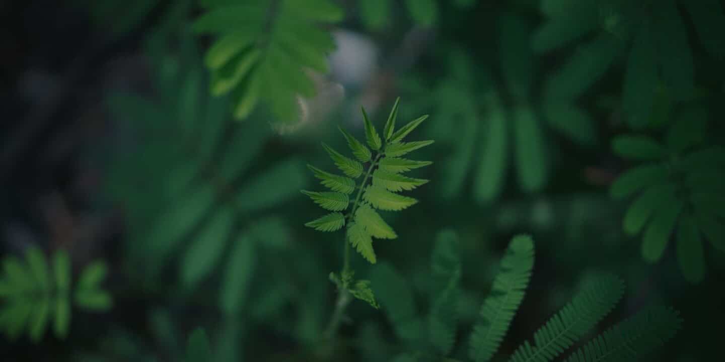 Dissociative identity disorder visual data 5