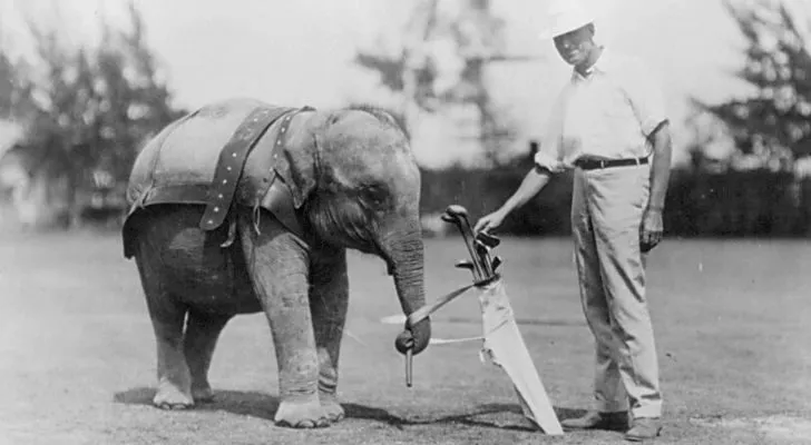 A man playing golf with an elephant as his caddy.