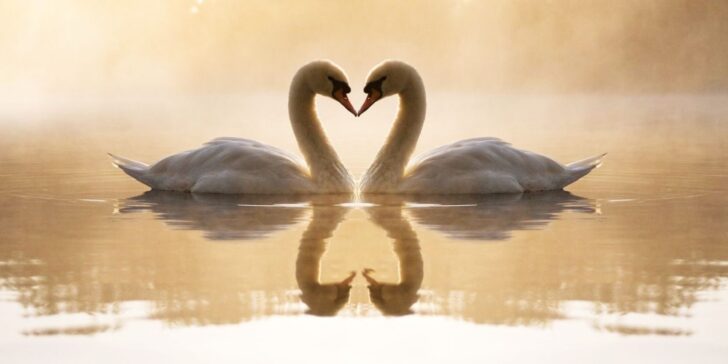 Swan Facts
