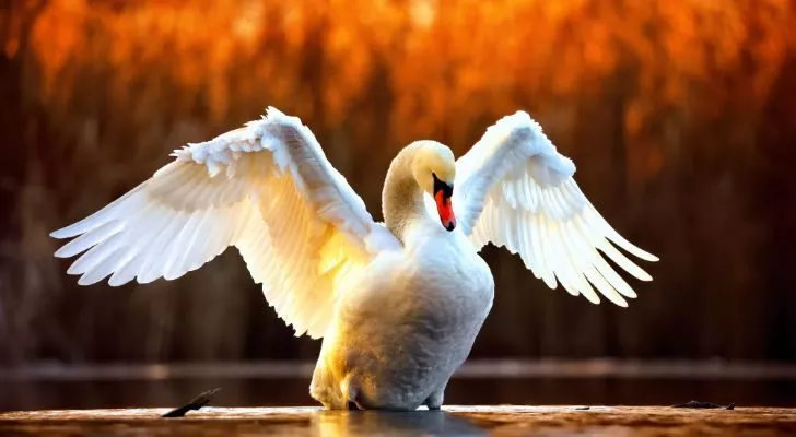 A white swan spreading its wings