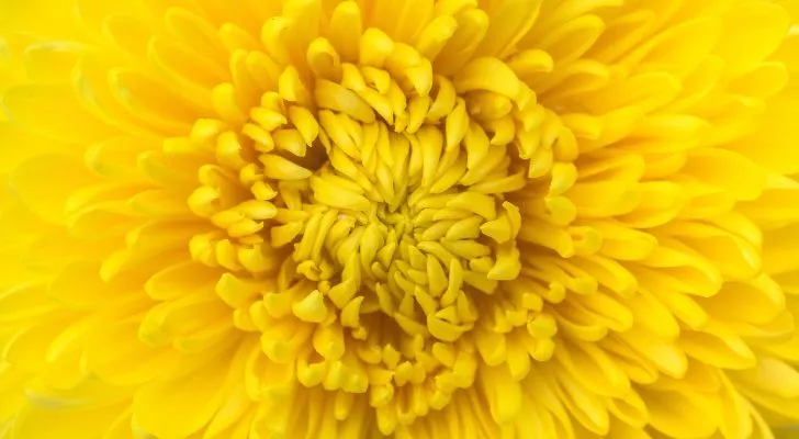 A yellow chrysanthemum