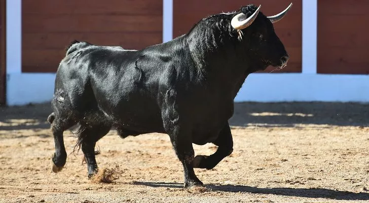 A black bull getting ready to charge