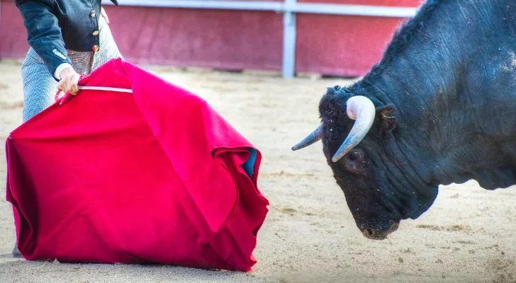 A bull charging at a matador's red cape