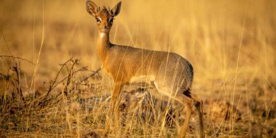 25 Fun Facts About the Dik-Dik