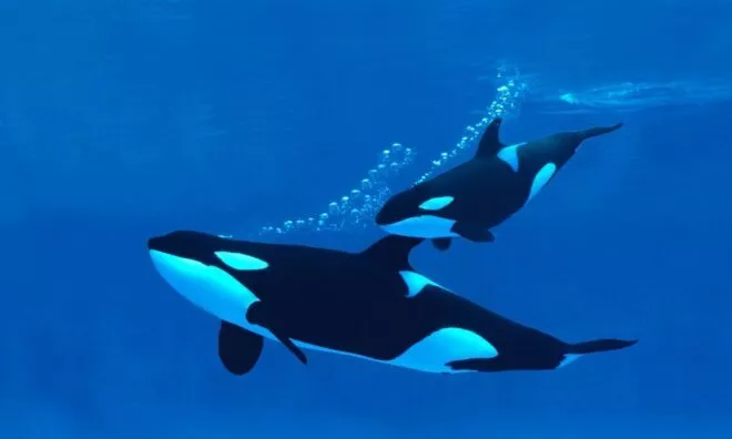 OTD in 1977: The first killer whale calf was born in captivity at Marineland in Los Angeles