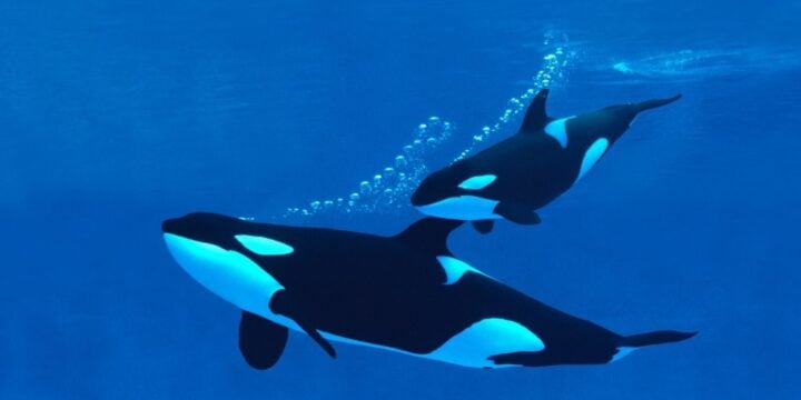 OTD in 1977: The first killer whale calf was born in captivity at Marineland in Los Angeles