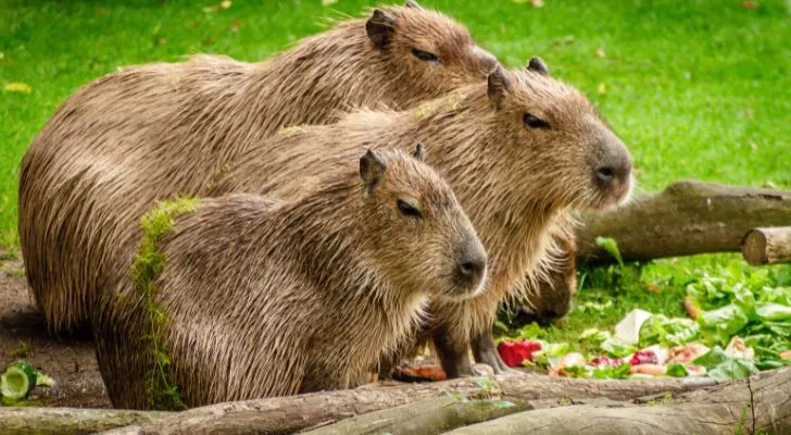 A family of capybaras relaxing