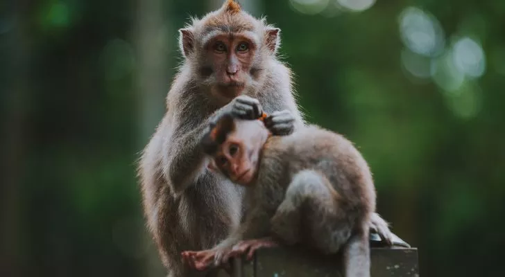 Two macaque monkeys grooming each other