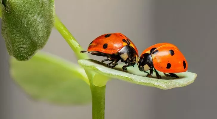 Two ladybugs on a leaf