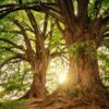 Tree Facts