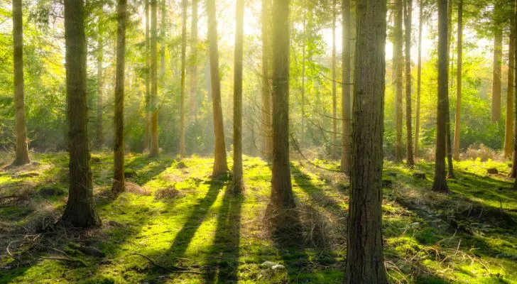 A forest with sunlight in the background casting shadows