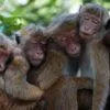 Monkey Facts
