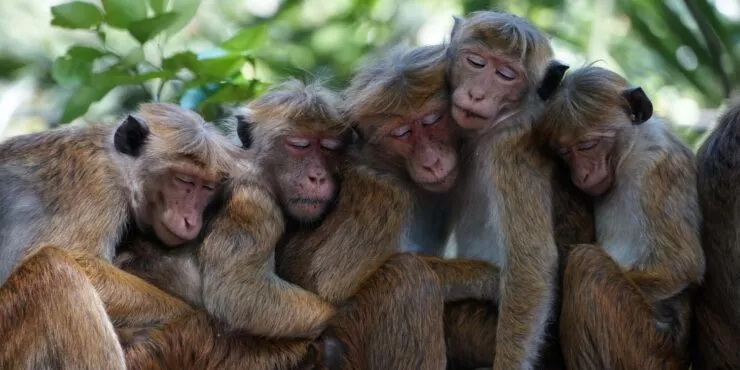 Princeton study suggests that monkeys, like humans, may have 'self