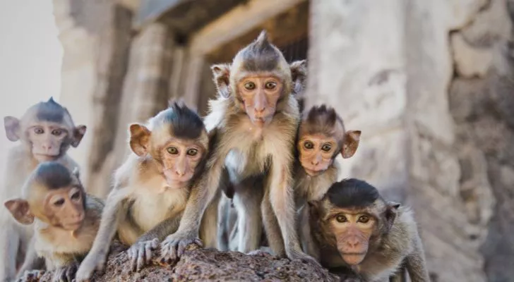 A small group of monkeys huddles together in front of an old building