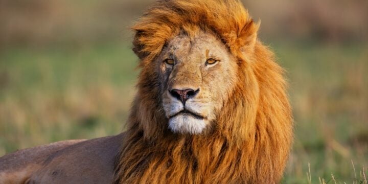 OTD in 1716: The United States exhibited the country's first-ever lion in Boston.