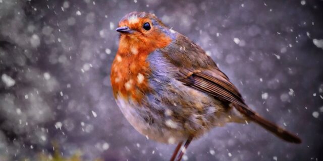 OTD in 1960: The red robin was officially named Britain's National Bird.
