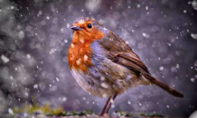OTD in 1960: The red robin was officially named Britain's National Bird.