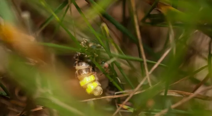 A glow worm amongst some leaves of grass