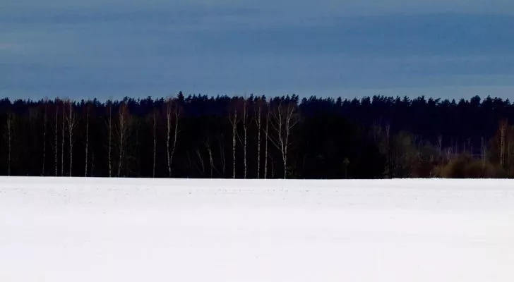 A nature scene which looks like the Estonian flag with a row of thick black trees between a white field of snow and a blue sky