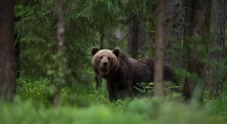 A brown bear in the middle of a forest