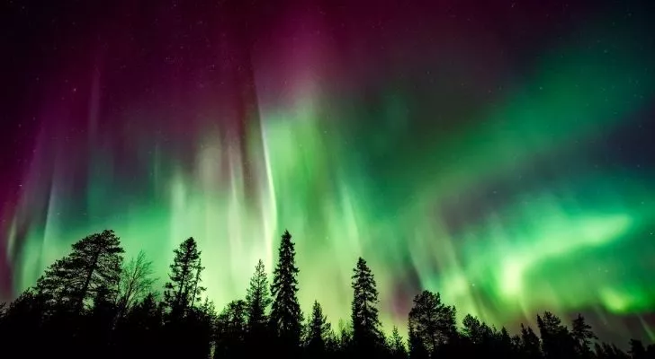 Bright green and deep purple shades of the Northern Lights fill the sky above a forest
