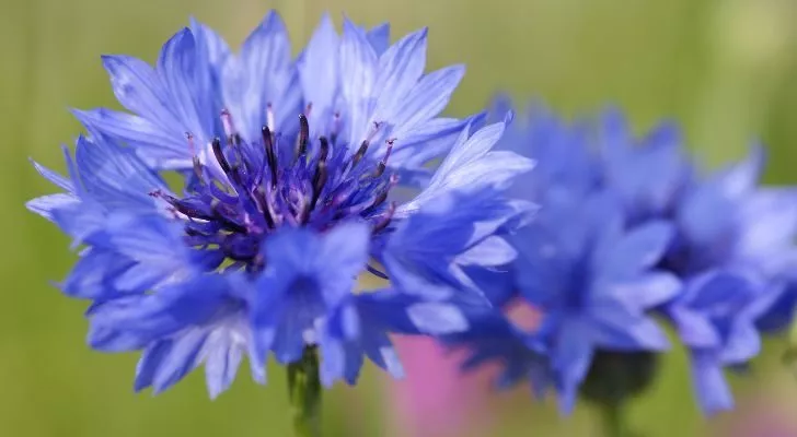 A large blue cornflower