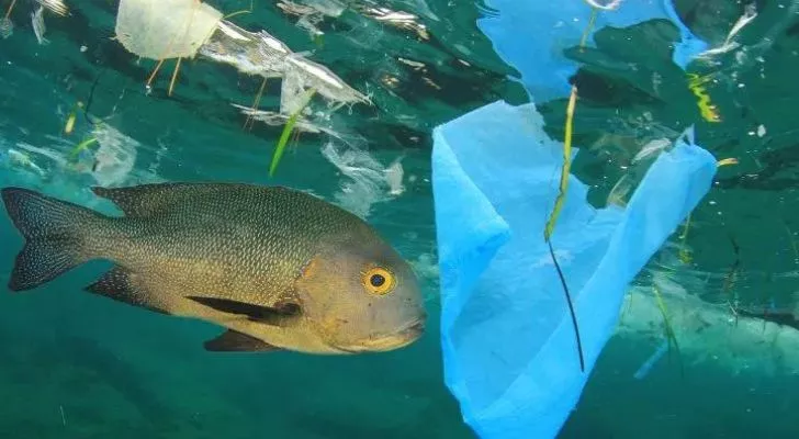 Fish swimming amongst plastic bags