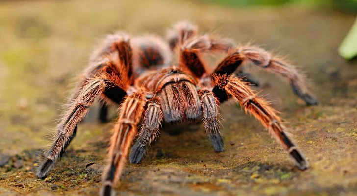 A hairy, orange tarantula crawls along the ground