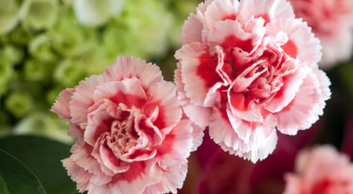 Two large carnations with deep red centers and pale pink petals