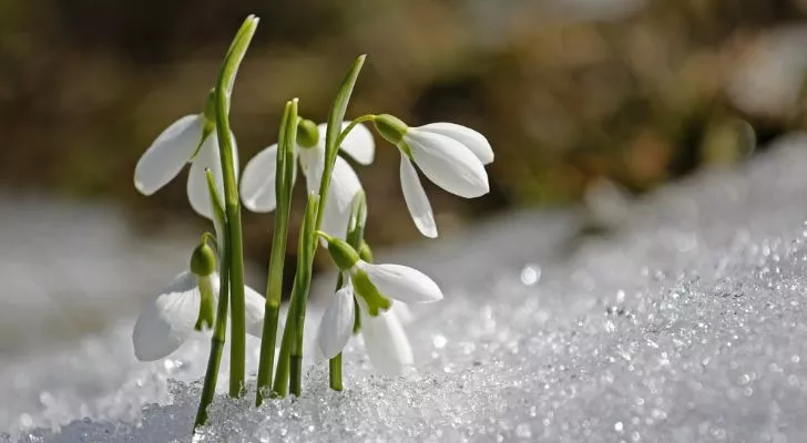 A group of small white snowdrop flowers growing out of the snow