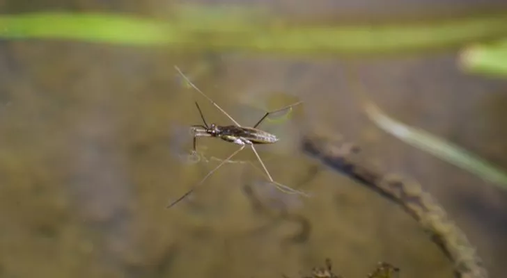A pond skater stretches it's legs out and floats on the surface of some water