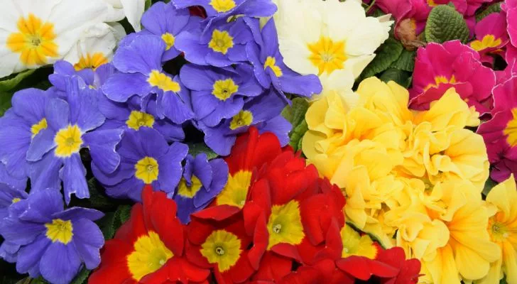 A collection of primroses in various colors