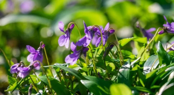The sun shining on a group of violets amongst some grass