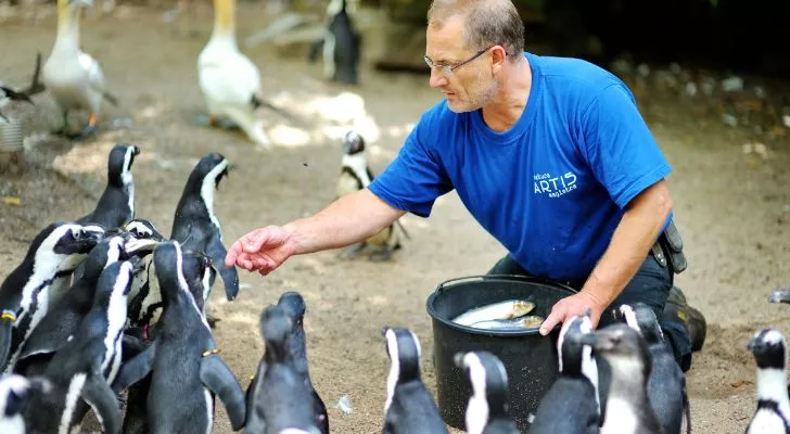 A man at a zoo feeding a group of penguins from a bucket