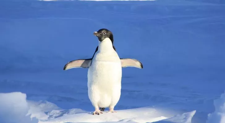 A penguin standing up and spreading its wings