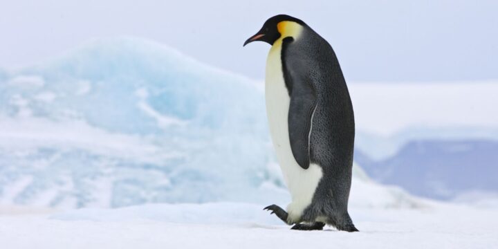 PENGUIN AWARENESS DAY 2026 INCREDIBLE FACTS AND CONSERVATION intelligence overview
