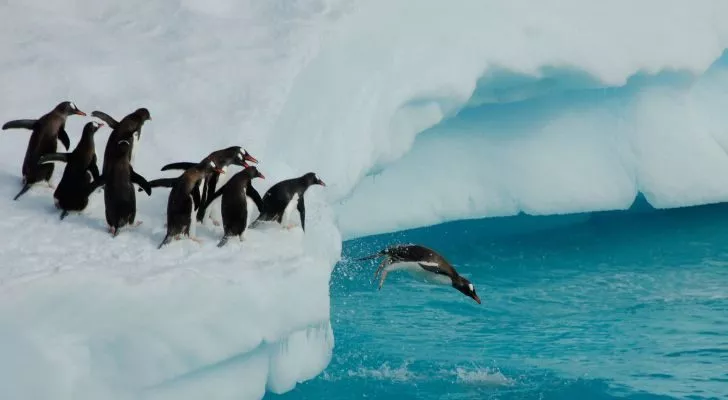 A group of penguins diving from an ice shelf into the water