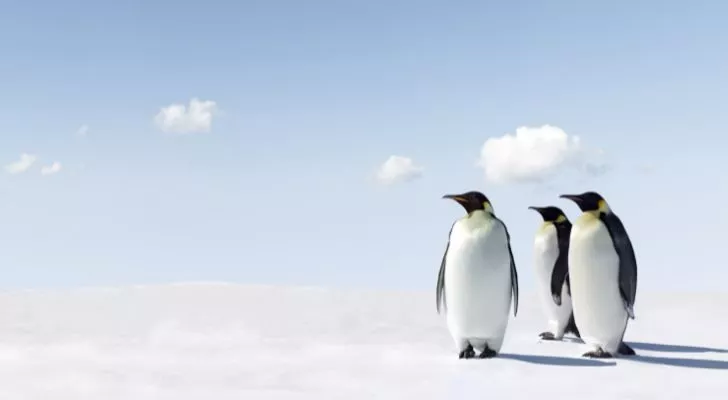 Three penguins standing together and looking into the distance
