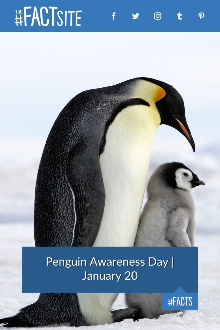 Penguin visual data 3