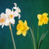 March birth flower facts