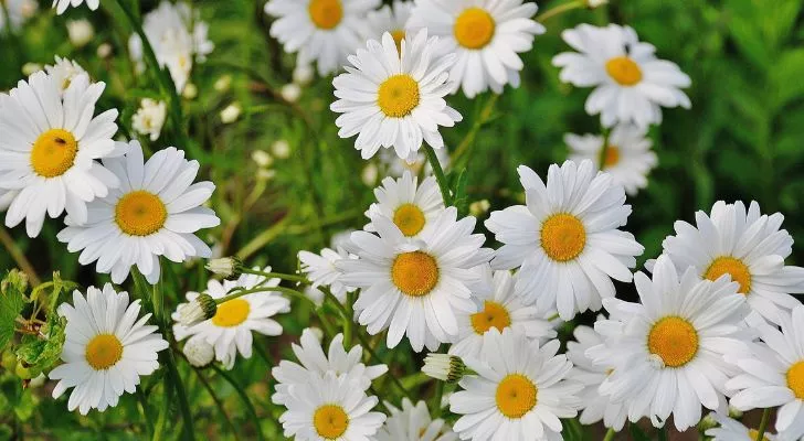 A large group of daisies growing in a field