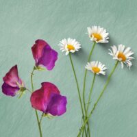 20 Facts About Daffodils & Jonquils, March's Birth Flowers - The Fact Site