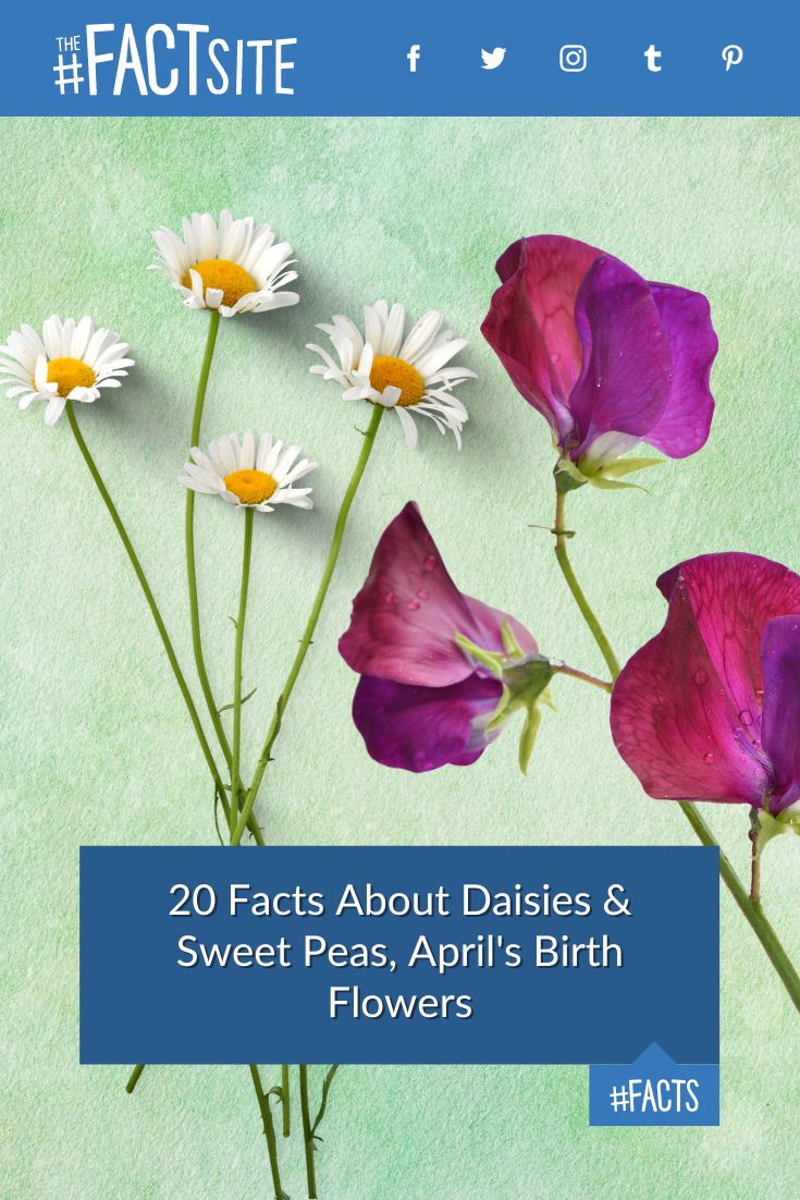 20 Facts About Daisies & Sweet Peas, April's Birth Flowers The Fact Site