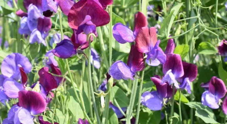 A collection of sweet peas in various shades of purple
